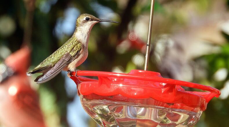 A female ruby-throated hummingbird visits a backyard nectar feeder. Increasing numbers of rubythroats begin visiting feeders and flowers in our yards in July to fatten up for the energy they need to make their southbound migration to Mexico and Central America. CONTRIBUTED BY SUZY HOPE DOWNING
