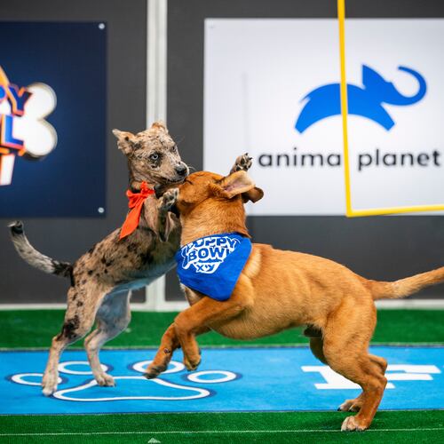 This image released by Warner Bros. Discovery shows dogs participating in Puppy Bowl XXII, airing Sunday across Animal Planet, Discovery, TBS, truTV, HBO Max and discovery+. (Ryan Muir/Warner Bros. Discovery via AP)