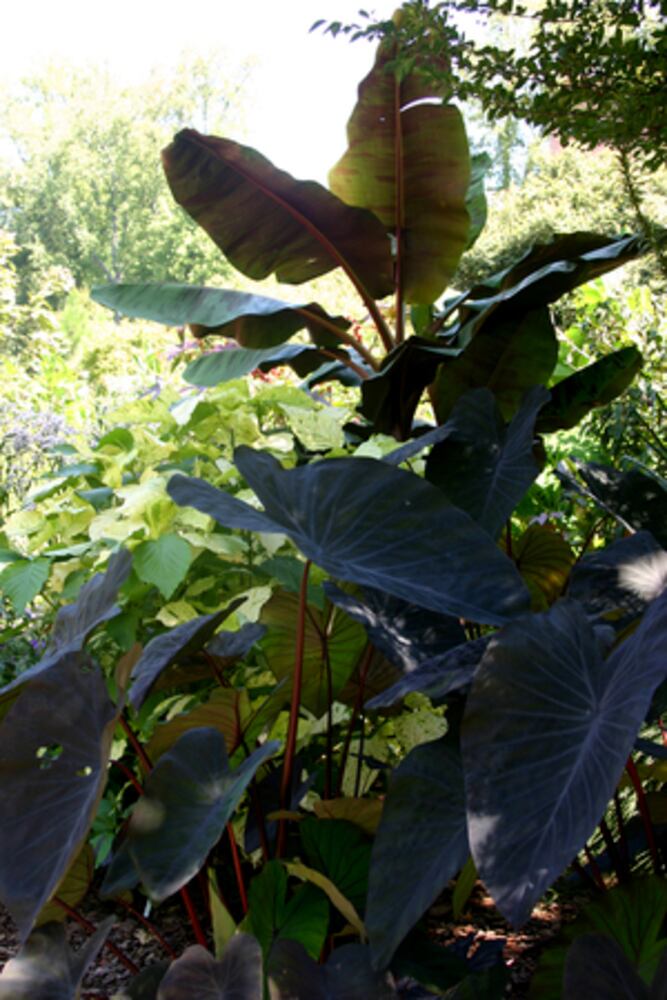 Colorful gardens made in the shade