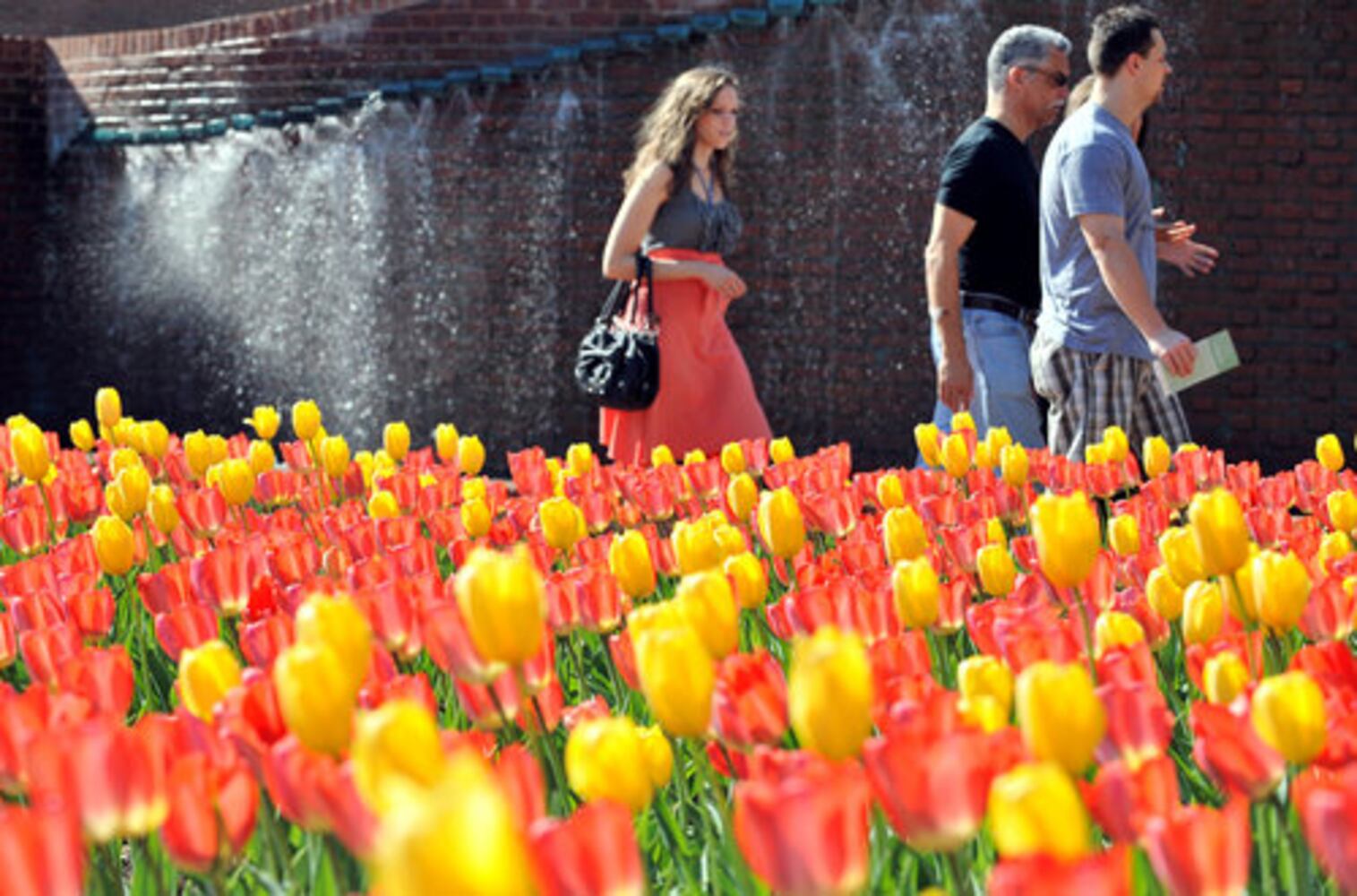 Tulips bloom at Atlanta Botanical Garden