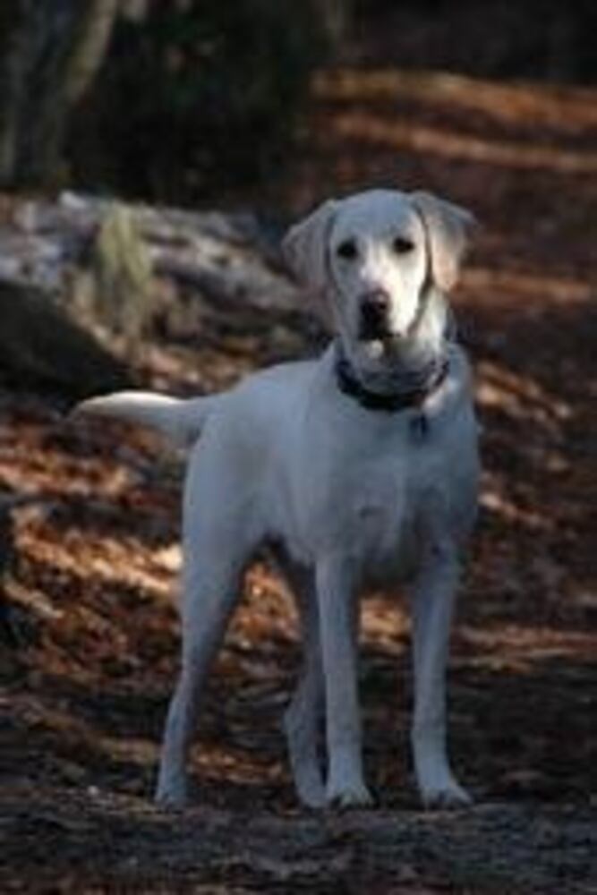 Atlanta's Top Dogs: Labrador Retrievers (IV)