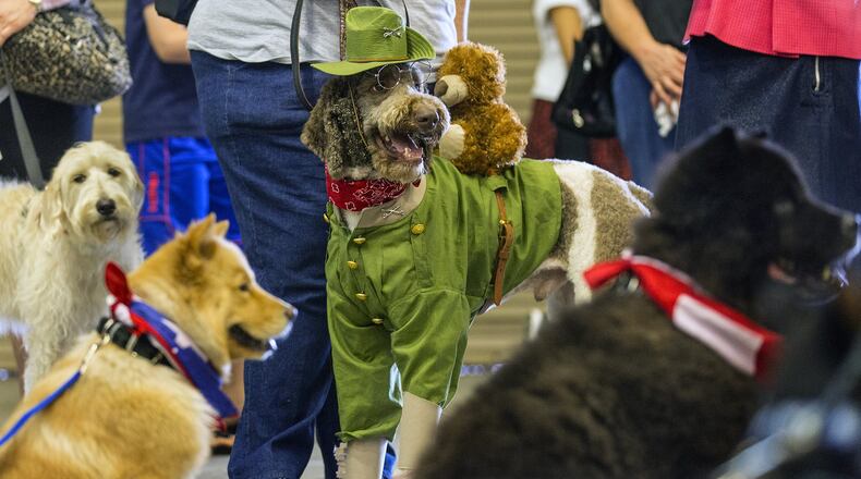 Sherlock, (C), a three year old Labradoodle, stands out among his peers while dress like Teddy Roosevelt, with a Teddy Bear on his back, before the start of Americas Top Dog Model casting call during the South Florida Pet Expo Saturday March 19, 2016, at the South Florida Fairgrounds in Royal Palm Beach. Twenty nine dogs from throughout south Florida took part in the event. (Bill Ingram / The Palm Beach Post)