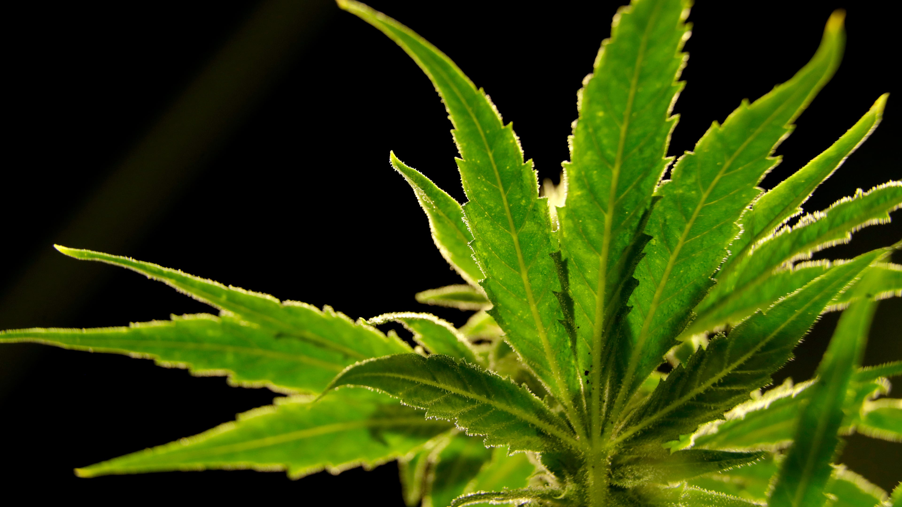 FILE - A marijuana plant is seen at a medical marijuana dispensary in Egg Harbor Township, N.J., March 22, 2019. (AP Photo/Julio Cortez, File)