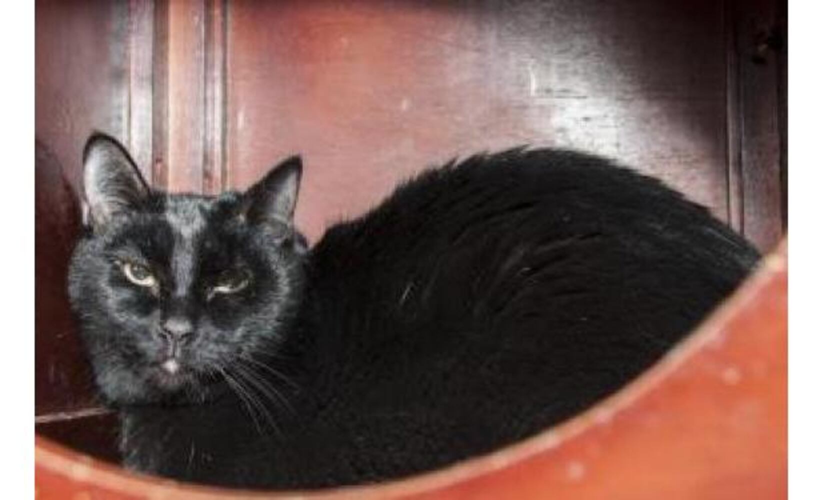 Black cats you can save on Friday the 13th