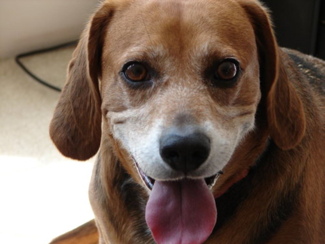T.G.I.F. Atlanta's Smiling Pets 61