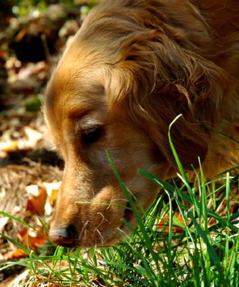 Atlanta's Top Dogs: 2. Golden Retrievers