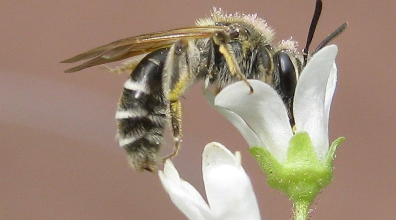 The Nason's mining bee (Andrena nasonii) is one of more than 85 species of mining bees that occur in Georgia. The bees live underground for most of the year but emerge briefly in early March. (Courtesy of Beatriz Moisset/Creative Commons)