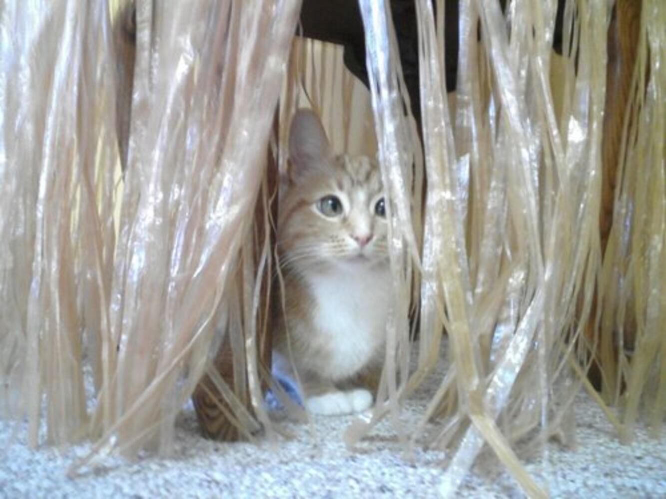 Cats Rule: Check out Sneaky Cats in Action