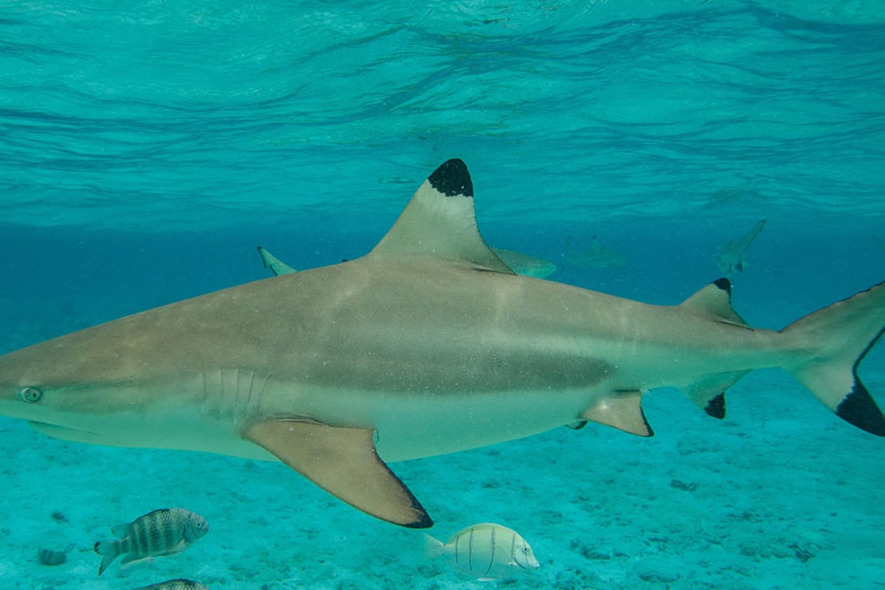 The blacktip shark is one of the four most common sharks found in Georgia waters.(Gregory Boissy/AFP/Getty Images)