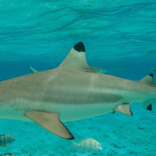 The blacktip shark is one of the four most common sharks found in Georgia waters.(Gregory Boissy/AFP/Getty Images)