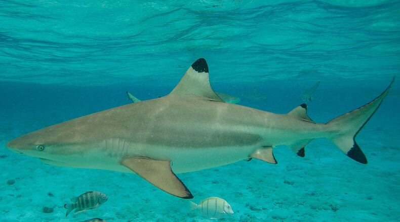 The blacktip shark is one of the four most common sharks found in Georgia waters.(Gregory Boissy/AFP/Getty Images)