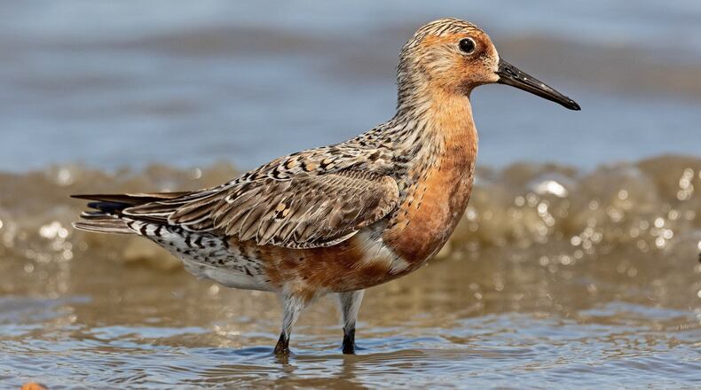 The red knot, a robin-size shorebird, is a champion of long-distance migratory birds, traveling as many as 9,300 miles every spring from winter grounds in South America to nesting grounds in the Arctic tundra, and then making the reverse trip during fall migration. CONTRIBUTED BY CHUCK HOMLER/CREATIVE COMMONS