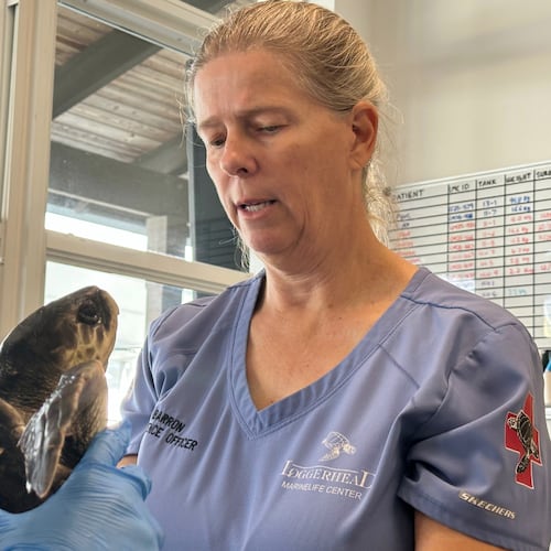 Dr. Heather Barron cares for a Kemp's Ridley sea turtle Monday, Dec. 15, 2025, in Juno Beach, Fla. (AP Photo/Cody Jackson)