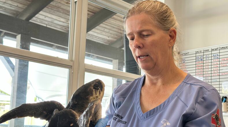 Dr. Heather Barron cares for a Kemp's Ridley sea turtle Monday, Dec. 15, 2025, in Juno Beach, Fla. (AP Photo/Cody Jackson)