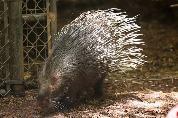 A porcupine is shown in it’s enclosure at Noah’s Ark Animal Sanctuary, Thursday, June 22, 2023, in Locust Grove, Ga. The sanctuary is about to reopen after it was the site of a bird flu outbreak last august. (Jason Getz / Jason.Getz@ajc.com)