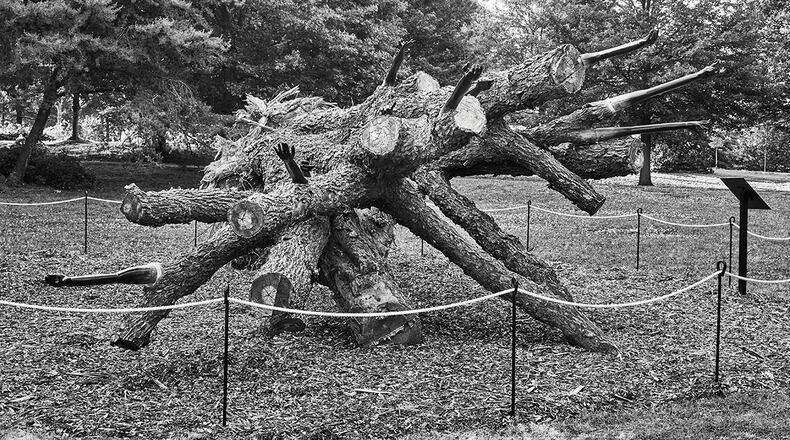 The ELDER project was a site-specific art installation born out of the opposition of 60 healthy trees tagged to be removed during the renovation of the David T. Howard school.