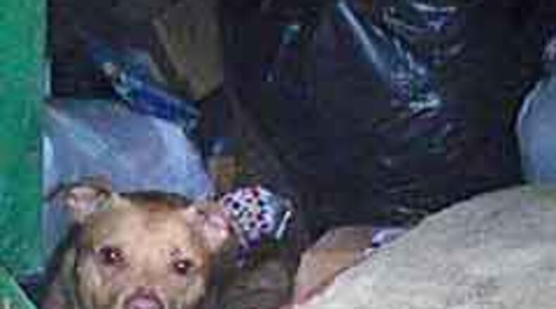 Late Friday afternoon, this dog was found inside a Dumpster on Roswell Road. (Photo: LifeLine Animal Project)