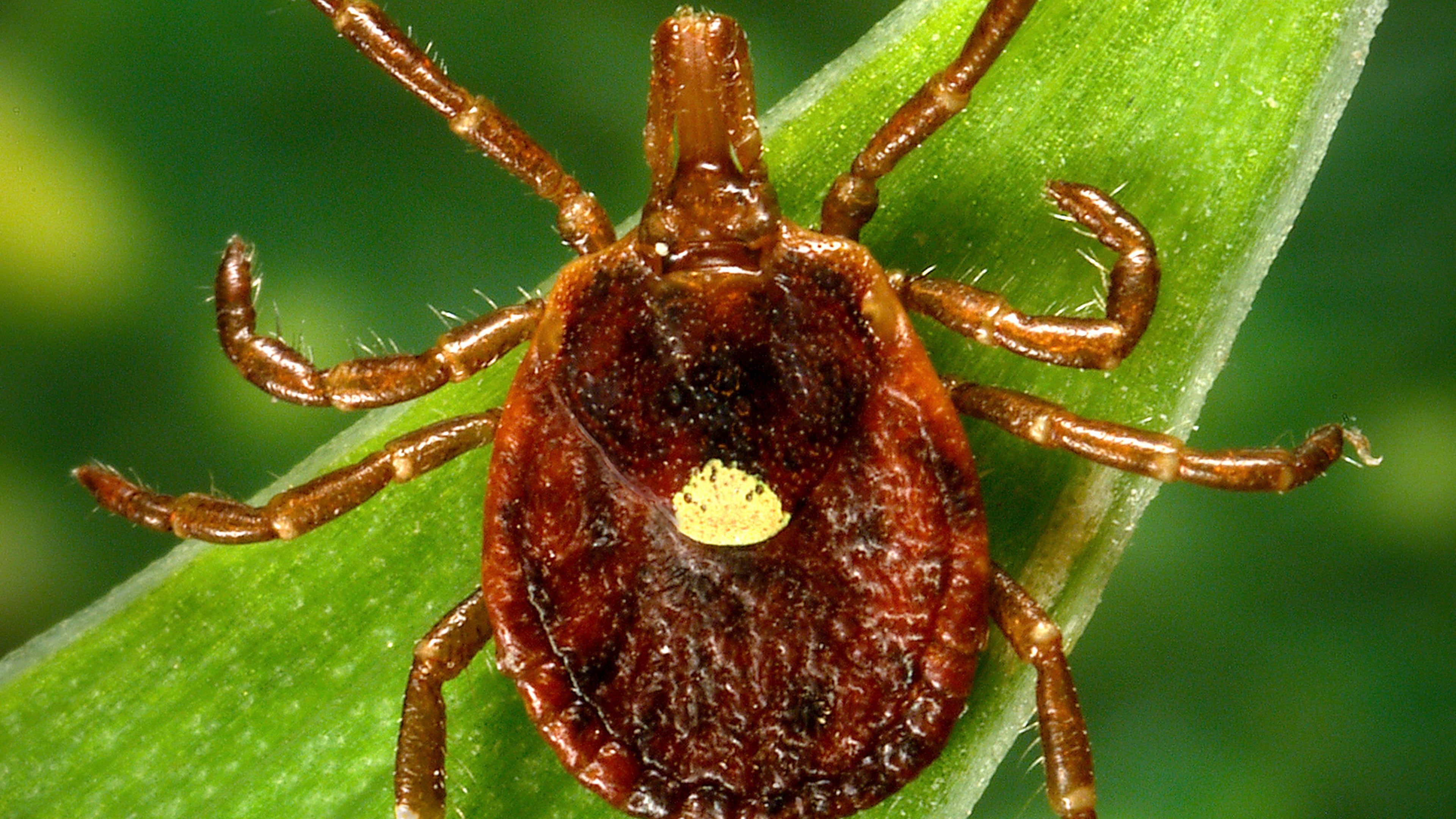 FILEW - This undated photo provided by the U.S. Centers for Disease Control and Prevention shows a female Lone Star tick, which despite its Texas-sounding name, is found mainly in the Southeast. (James Gathany/CDC via AP)
