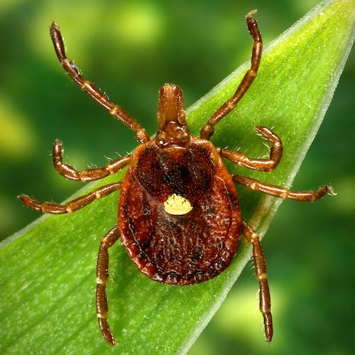 FILEW - This undated photo provided by the U.S. Centers for Disease Control and Prevention shows a female Lone Star tick, which despite its Texas-sounding name, is found mainly in the Southeast. (James Gathany/CDC via AP)
