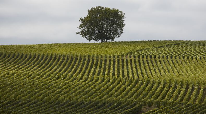 Vineyards in the Champagne region of France where AR Lenoble has its “parcels“ of vines, September 2016. From picking to pressing to fermentation, wineries have myriad extra tasks during the two- to three-week harvest season and most rely heavily on temporary labor, both paid and unpaid. (Andy Haslam/The New York Times)