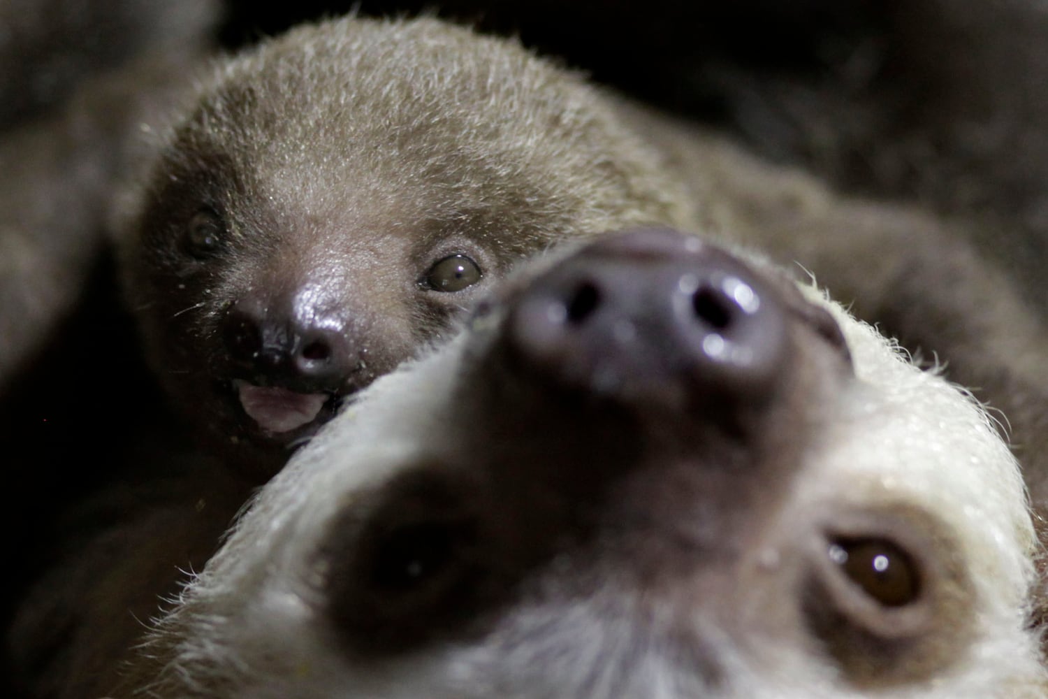 Awkward animal babies