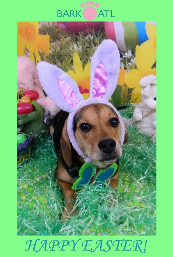 Easter pups on parade at Bark ATL 2013
