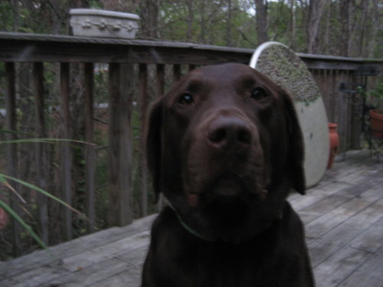 Atlanta's Top Dogs: Labrador Retrievers (IV)
