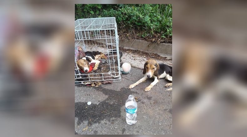 Two 10-month-old beagles were found abandoned along a road in DeKalb County. One since has died. (Credit: Channel 2 Action News)