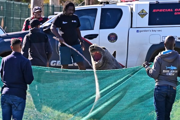 Staff members of the Marine Unit with Shark Spotters facilitate the transportation of an elephant seal that found its way into a residential area in Gordon's Bay, near Cape Town, South Africa, Tuesday, May 27, 2025. (AP Photo)