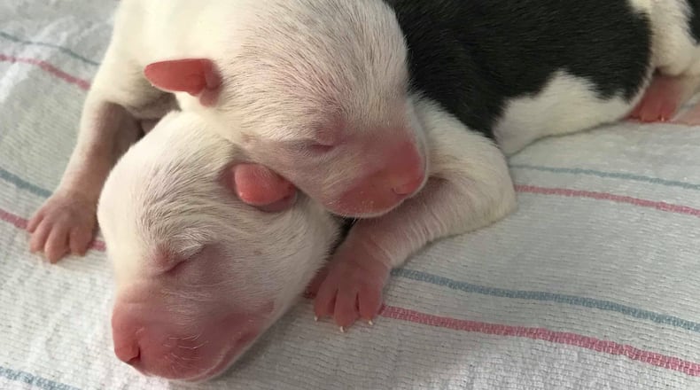 Puppies rescued from a dumpster in Cobb County are being cared for at Bosley's Place.