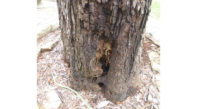 It's easy to see damage from rot. A professional arborist can determine if the damage makes the tree a candidate for removal. (Courtesy of Randall Rust)