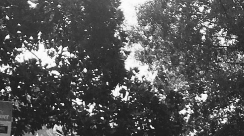 Marie J. Gann submitted this photo she called “After the Storm” taken after a thunderstorm in Piedmont Park one Sunday afternoon. “I LOVE the steam showing coming up from the asphalt!” she wrote. “It’s not a perfect picture but that’s what makes it art.”