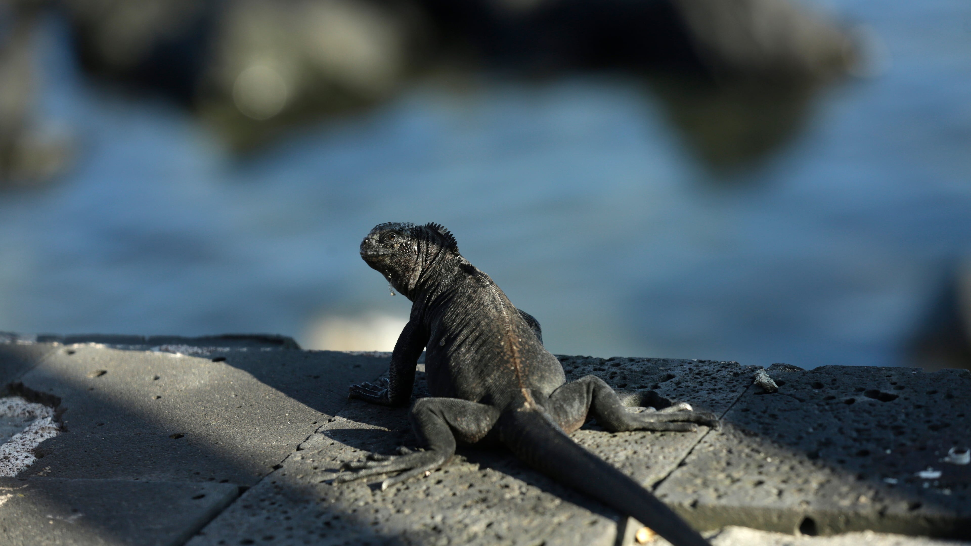 FILE -In this May 2, 2020 photo, a marine iguana suns on the edge of a boardwalk in San Cristobal, Galapagos Islands, Ecuador. (AP Photo/Adrian Vasquez, File)