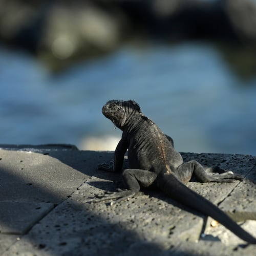 FILE -In this May 2, 2020 photo, a marine iguana suns on the edge of a boardwalk in San Cristobal, Galapagos Islands, Ecuador. (AP Photo/Adrian Vasquez, File)