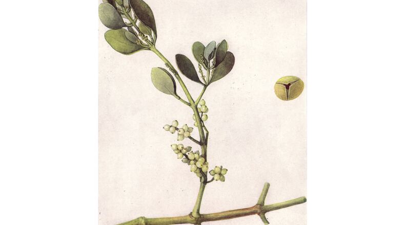 A time-honored holiday tradition is decorating homes with mistletoe sprigs, like this one. Kissing under mistletoe also is an age-old custom.