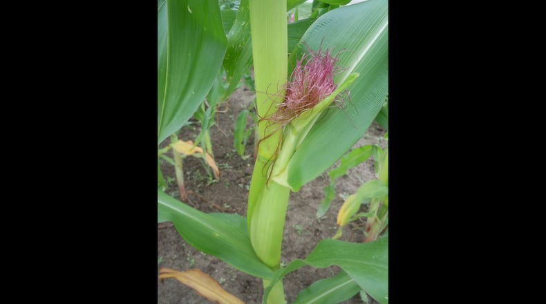 Sufficient pollen must hit the silks of an immature ear of corn in order for the kernels inside to expand. (Walter Reeves for The Atlanta Journal-Constitution)