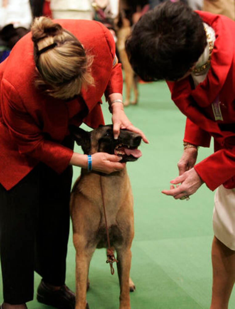 Westminster Dog Show