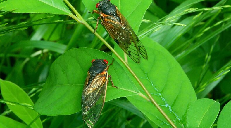 Two big broods of periodical cicadas are emerging this spring in the eastern U.S. (Harvey Wilcox/Dreamstime/TNS)