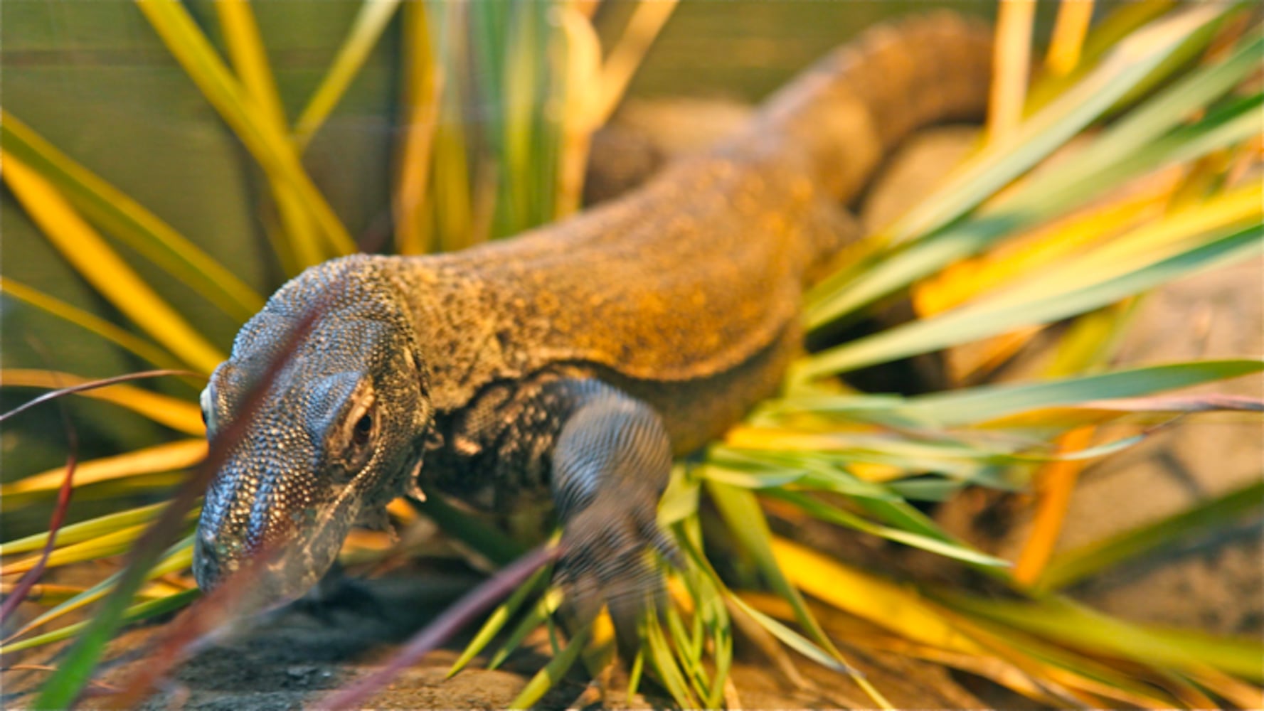New Komodo Dragon at SF Zoo