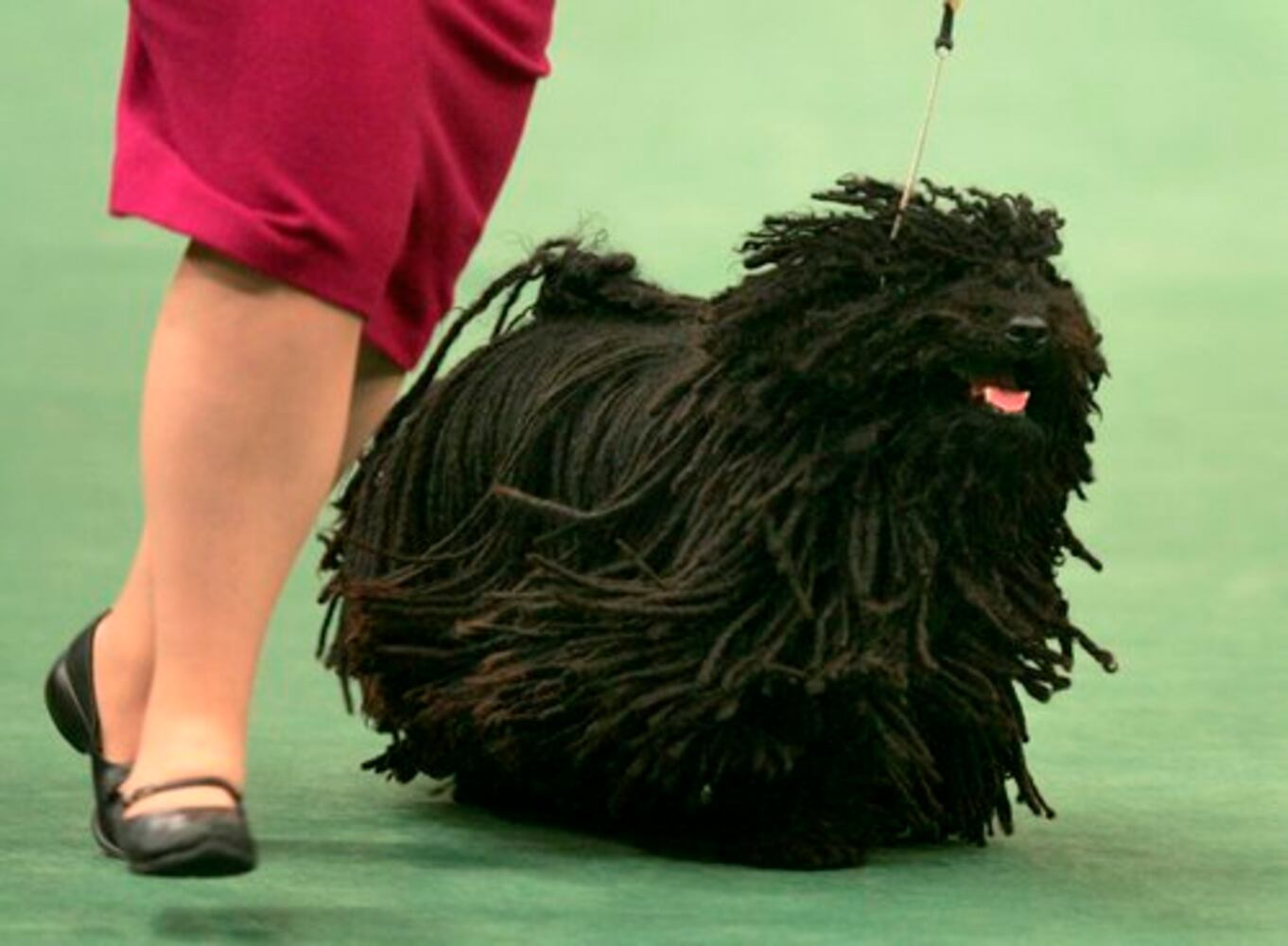 Westminster Dog Show finalists