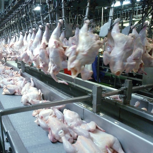 Chickens travel down a conveyor belt from the chiller and are placed on hooks that weigh them and sort them by weight at the Mar-Jac Poultry processing plant in Gainesville, Georgia. (Kimberly Smith/AJC 2003 file)