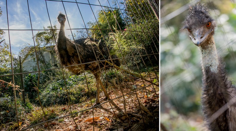 Lake Claire Community Land Trust announced Saturday, July 30, 2022, that Big Lou the Emu, a familiar face in the community for more than 25 years, had died. (Photo by Jason Thrasher / Lake Claire Community Land Trust)