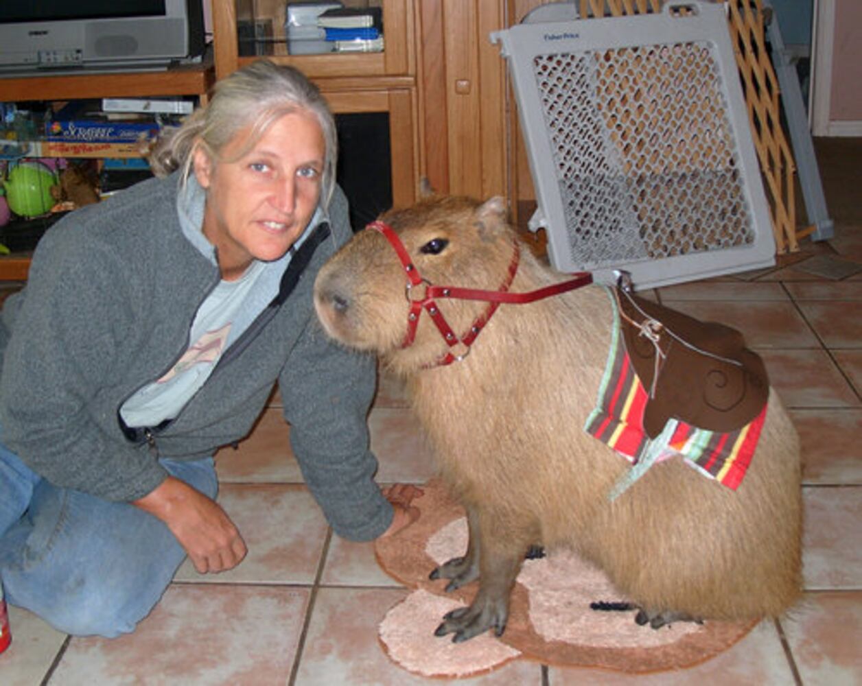 Giant rodent makes unusual pet