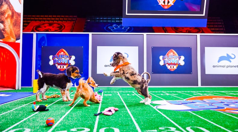 Bleu (on the right) brings his linebacker skills at the Puppy Bowl 2023 shot on October 2, 2022 in Glens Falls, NY CR: Jeremy Freeman/ Animal Planet and Discovery +