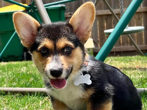 Howie Dewitt McDaniel is the cleverly named Corgi puppy of Barrow County Economic Development Administrator Ben McDaniel. (Courtesy photo)