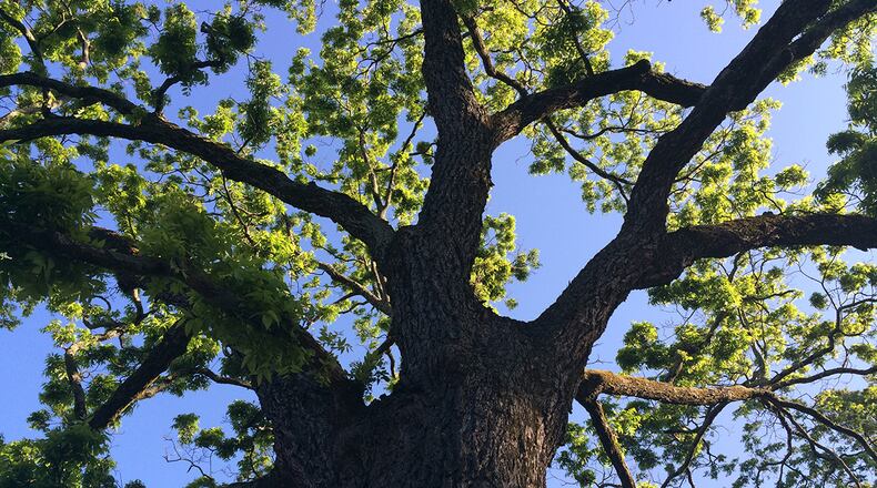Some of Atlanta's trees have become local celebrities. This Arbor Day, the AJC has created a Who's Who of Atlanta Trees. Visit MyAJC.com for the full story.