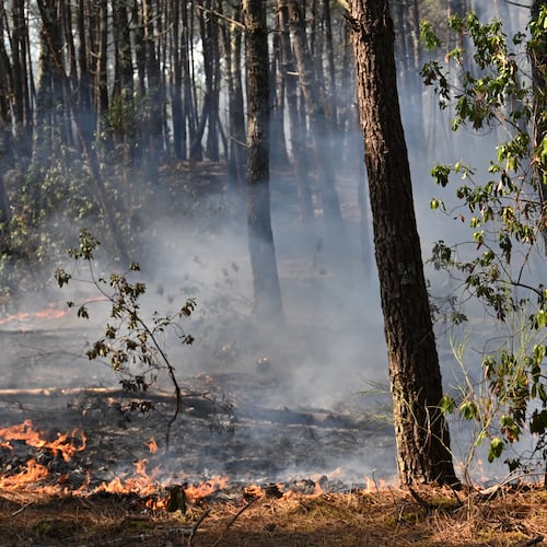 A fire burns in a forest near Claouey, during wildfires in southwestern France, Wednesday, July 29, 2026. (AP Photo/Emma Da Silva)