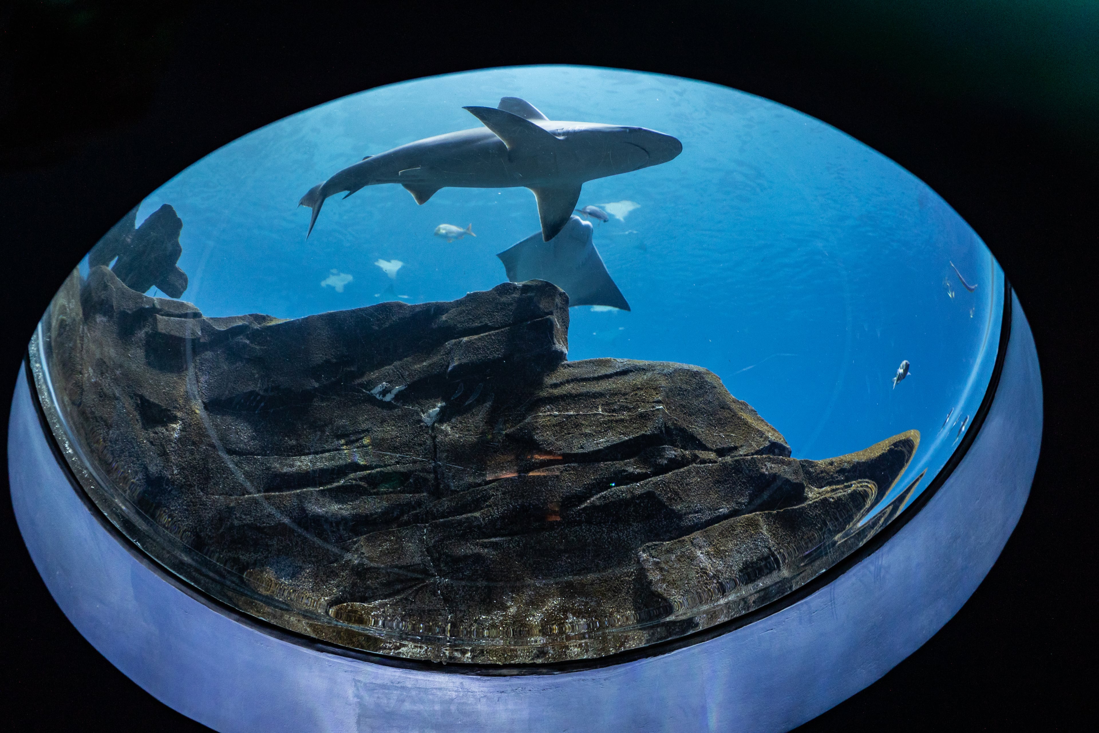 A shark swims by a viewing window in Georgia Aquarium's Sharks! Predators of the Deep exhibit, which was unveiled in 2020.