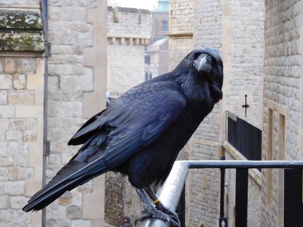 Carol Zimmerman of Gainesville shared this picture of a raven at the Tower of London. "I captured on a trip to England in 2017."

,
