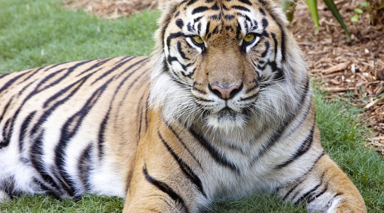 Chelsea, a Sumatran tiger, and her mate Sparky, are both healthy, and the staff at Zoo Atlanta aim to keep it that way. CONTRIBUTED: ZOO ATLANTA